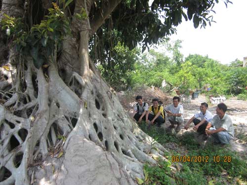 Bonsai, cây cảnh nghệ thuật, cay canh nghe thuat, cây thế, cay the, triển lãm cây cảnh nghệ thuật, trien lam cay canh nghe thuat